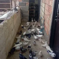 50عدد کفتر فروشی