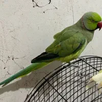 طوطی ملنگو نر ۱/۵ ساله