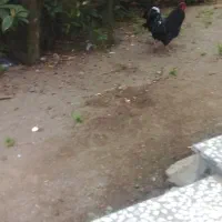 خروس سیاه محلی