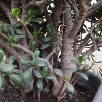 فروش درختچه کراسولا آواتا (یشم)|گل و گیاه طبیعی|اسالم, |دیوار