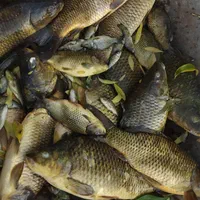 گرمابی بچه ماهی بیگهدوامور و...|ماهی|کرج, شهرک یاس شمالی|دیوار