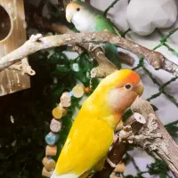 طوطی برزیلی نر و ماده معاوضه با عروس هلندی