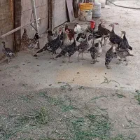 جوجه و نیمچه بوقلمون ۵ماهه و۳ماهه همه زیر مرغی
