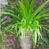 فروش گل سوسن و پاندانوس و فیکوس و دیفن باخیا