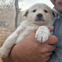 پاکوتاه های نژاد اروپایی سه ماهه گلدن|سگ|مراغه, |دیوار