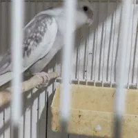 عروس البنو زیبا نر