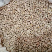 لوبیا چیتی|عمده‌فروشی|معمولان, |دیوار