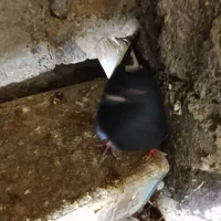 کفتر دم‌سفید|پرنده|عطاملک, |دیوار