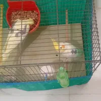 عروس هلندی|پرنده|رشت, کوی امام رضا|دیوار