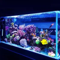 طراحی و اجرای آکواریوم  آب شور و شیرین و گرین وال