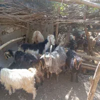 بز جوان|حیوانات مزرعه|مارگون, |دیوار