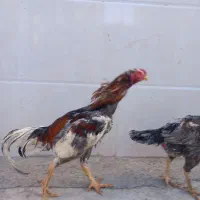 خروس لاری