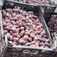 مرکز خرید خرما ورطب((رودان))