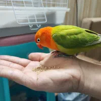 کوتوله بزریلی فیشر پاستیلی