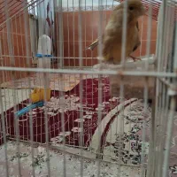 یه جفت قناری