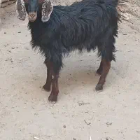 یک راس بزغاله خوشگل خوش تیپ درجه یک نژاد دورگه اصل