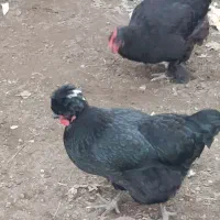 ست مرغ و خروس مشکی