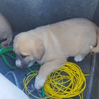 سگ سرابی|سگ|زاهدان, |دیوار