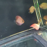 ماهی دیسکس 2اینچ|ماهی|زاهدان, |دیوار