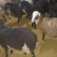 چند راس بره نر و ماده افشاری