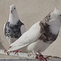 فروش همه مدل کبوتر درجای هم دارم