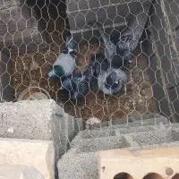 کبوتر آلمانی جوان