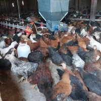 جوجه،نیمچه ،گلپایگانی،سانپارس ،|حیوانات مزرعه|تهران, جوادیه|دیوار