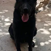 سگ ژرمن بلک