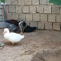 فروش ۵عدد مرغ و خروس و دوتا اردک و یدونه جوجه لاری|حیوانات مزرعه|پیرانشهر, |دیوار