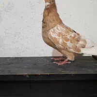 کفتر‌رنگه‌نر