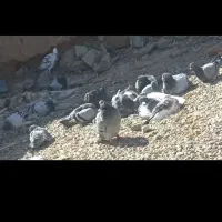 کبوتر سبز مسافتی