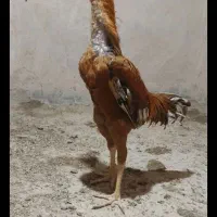 مرغ خروس لاری فوری