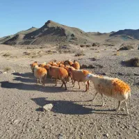 فروش گوسفند میش کاور تقلی بز بره|حیوانات مزرعه|باخزر, |دیوار