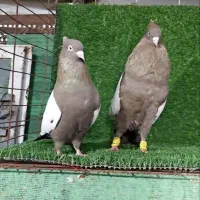 نرماده سینه قهوه‌ای