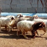 بره نر و ماده|حیوانات مزرعه|رامهرمز, |دیوار