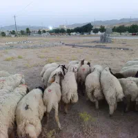 بره|حیوانات مزرعه|آبدانان, |دیوار