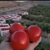 گوجه ارزان شدمناسب ابگیری و رب  کیلو۱۰۵۰۰