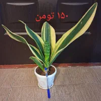 گل شفلرا دیفن پتوس قاشقی سانسوریا ابلق گلدان وسیله