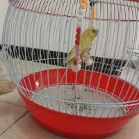 مرغ عشق همراه با قفس نو
