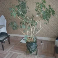 درختچه گل شفلر