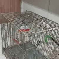 قفس صفایی سهره|لوازم جانبی حیوانات|ری, شهید غیوری (ابن باویه)|دیوار