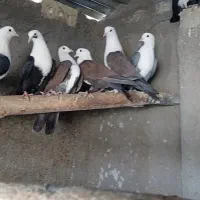 کفتر  کلاغ کربلایی وحشی