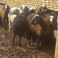 بره‌نراصیل|حیوانات مزرعه|دشتابی, |دیوار