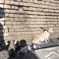 توله سگ پاکوتاه دونه ۵۰۰