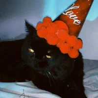 گربه سیاه گربه گربه گمشده