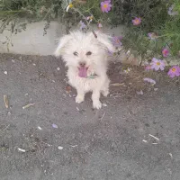 فروش  توافقی سگ شیتزو پاکوتاه