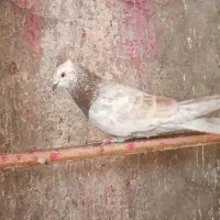 کفتر کبوتر پیس قلمکار نر کاکلی