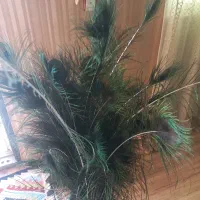 پر طاوس