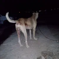 واگذاری رایگان سگ ماده با پنج تا توله دو روز ش