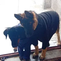 دوبرمن ماده ژرمن شپرد ورک لاین نر|سگ|تبریز, |دیوار